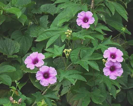 20_1252906797_ipomoea-mauritiana.jpg