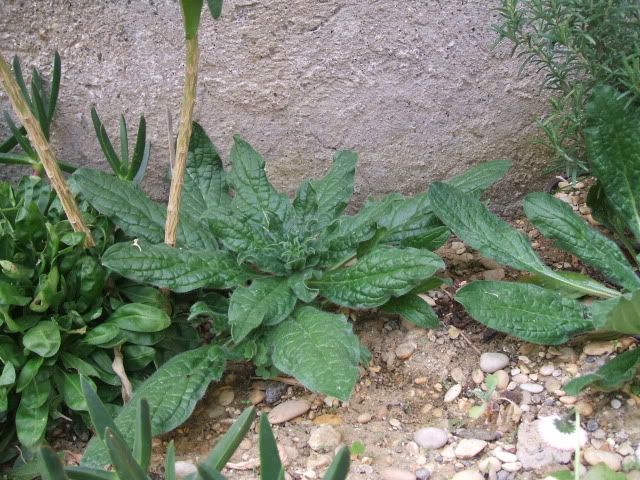 miste057-2.jpg