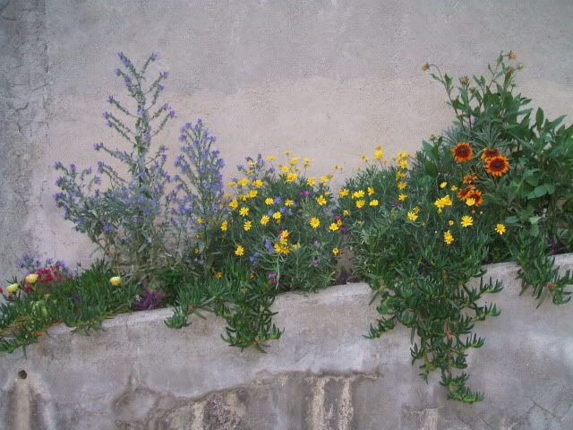 miste520-1.jpg