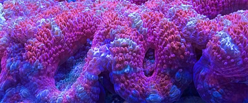 Acan4.jpg