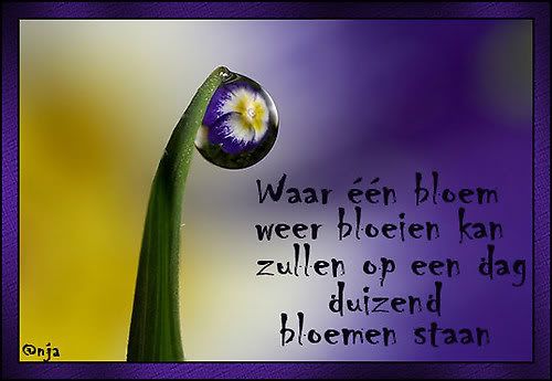 310652743_5_mJPR.jpg bloem voor hyves image by bonbos555
