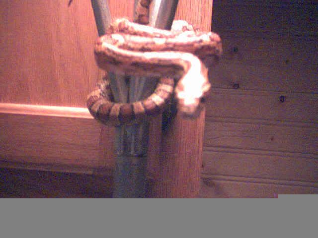 cornsnake3.jpg