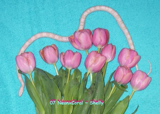 3-08NeonxCoralPoppyCorns18a.jpg