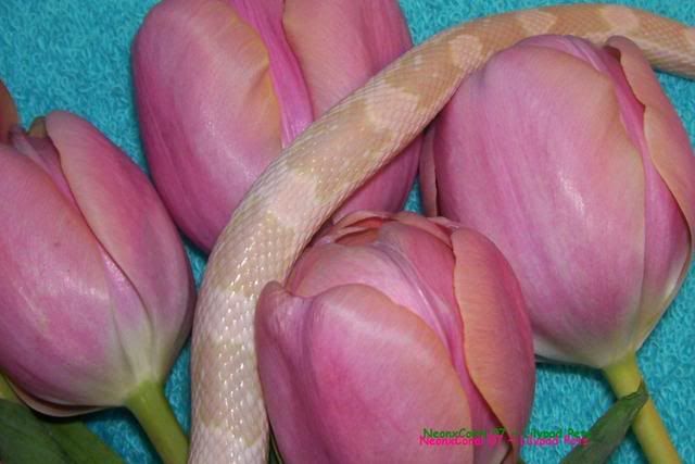 3-08NeonxCoralPoppyCorns192b.jpg