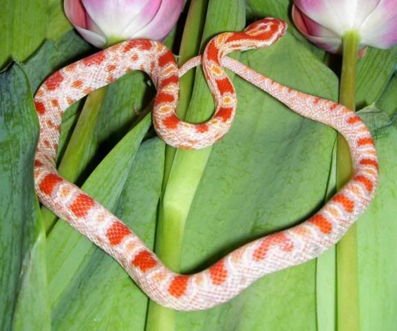 3-08ReverseOkeeteePoppyCorns11.jpg
