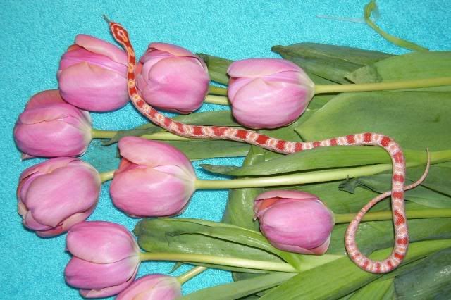 3-08ReverseOkeeteePoppyCorns12.jpg