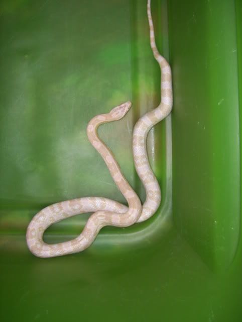 NeonxCoral6-07a.jpg