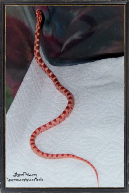 13g.jpg