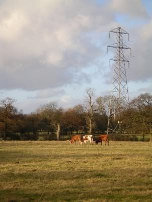 Cows at Dickens Heath