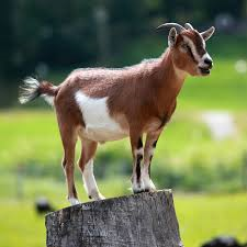 Goat_zps94971322.png