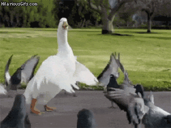 swan%20gif_zpscolioszq.gif