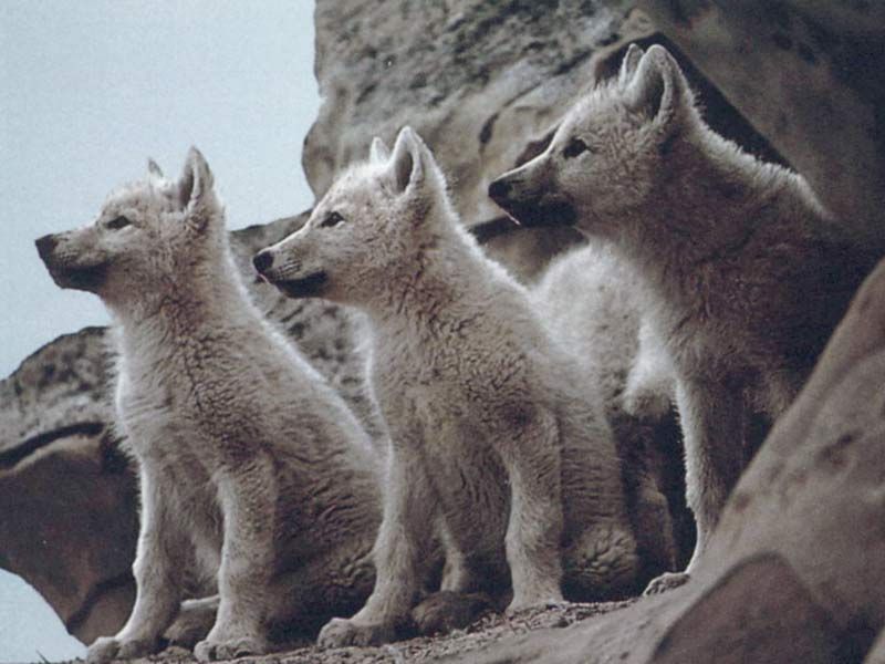 red anime wolf pup. white wolf pups Image