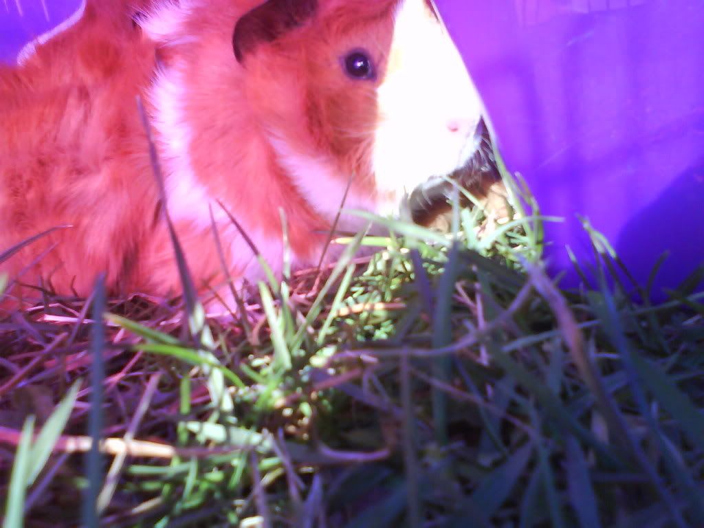 DSC00034.jpg