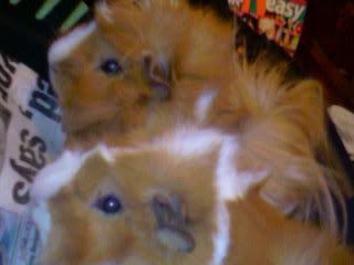 Photo-0217.jpg