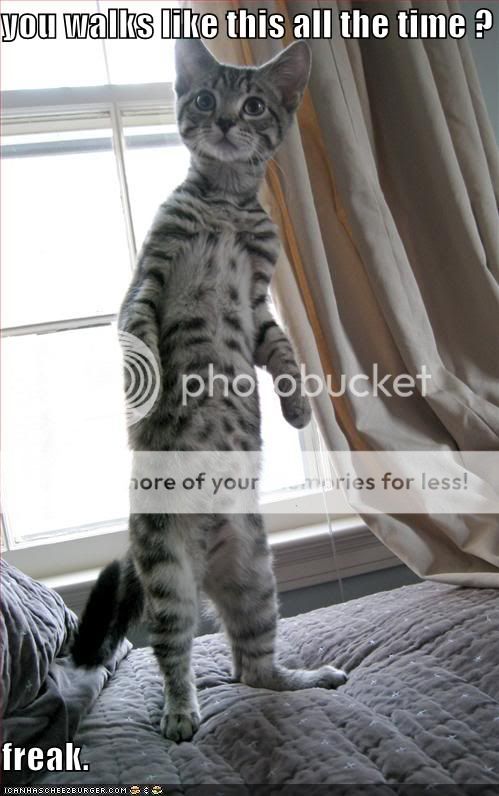 funny-pictures-bipedal-cat-hates-yo.jpg