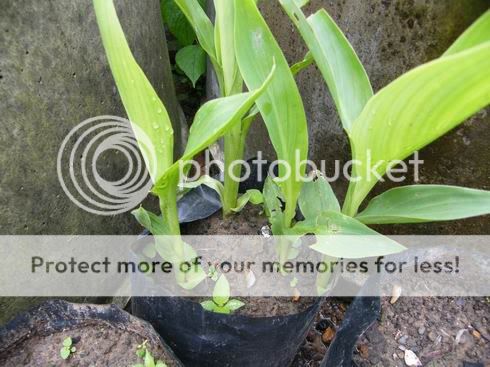 10SEEDS Yellow with Red Spot Canna Lily Free Document