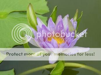 Blue Nang Kwag Water Lily Pond Plants Free Document