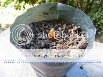   seeds in a pot with well drain soil, water every day but not too much