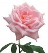 Pink Rose 100 photo 315b337f-1591-4d74-a858-6ccd1a8198cd_zps2ee20447-1.jpg