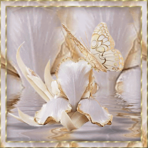 White Iris Gold Butterfly 300 photo 3f6aec93-51c1-4f90-8e72-c6f67c68b132_zpsql2sdmrc.png