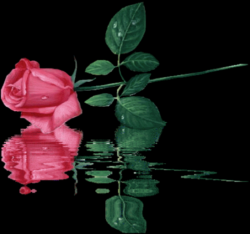 Pink Rose on Water Header photo d5f65f53-8eda-4985-a16b-2eb9de4db026_zpsrnxigkig.png
