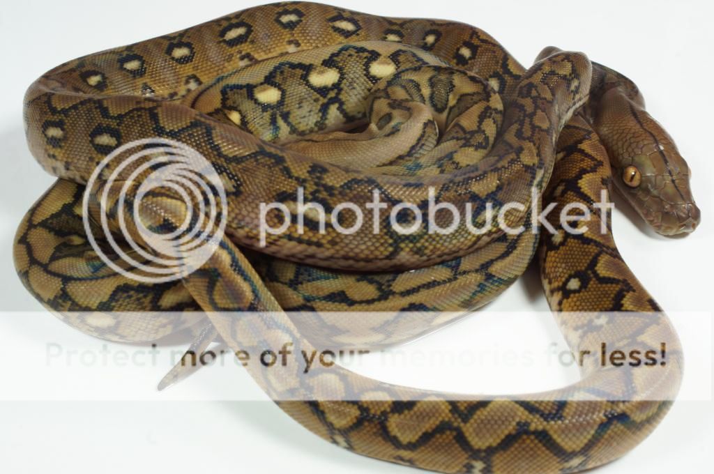 SW England 62.5% Super Dwarf Reticulated Pythons FOR SALE - Reptile Forums